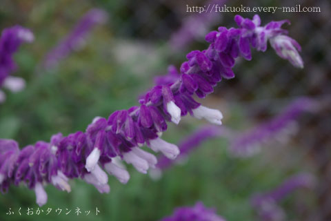 flower-200910-3